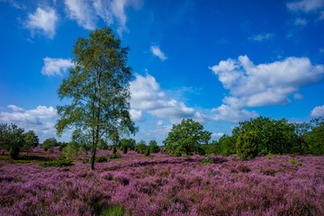 Lüneburger Heide  - Heidelandschaft