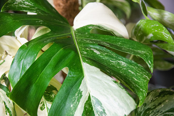 Zimmerpflanze - Monstera Variegata