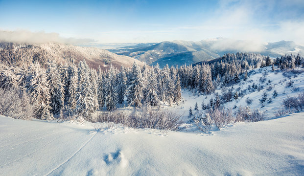 Bright winter postcard of Carpathian mountains with snow covered fir trees. Frosty outdoor scene, Happy New Year celebration concept. Artistic style post processed photo.