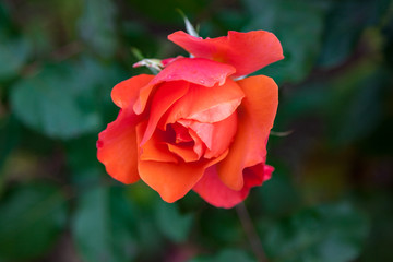 Red rose bursting into flower