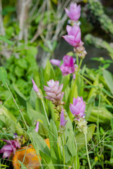 purple flower in garden