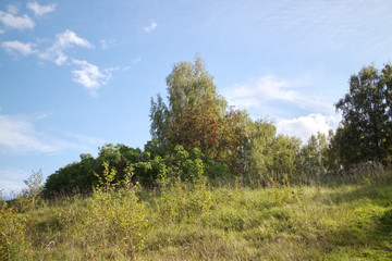 Fototapeta premium Green field near the forest on a summer day