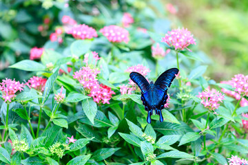 カラスアゲハ (Crow Swallowtail)