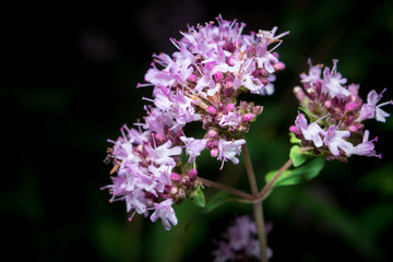 oregano flowers on a dark background close-up