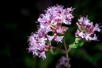 Obraz premium oregano flowers on a dark background close-up