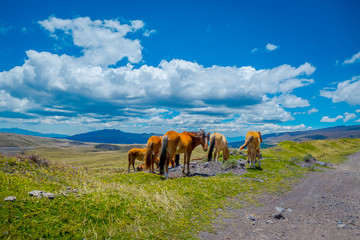 Obraz premium Cotopaxi National Park in Ecuador, in a summer morning.