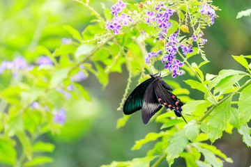 カラスアゲハ (Crow Swallowtail)