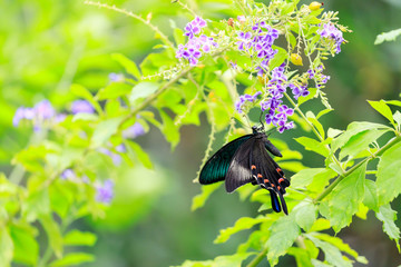 カラスアゲハ (Crow Swallowtail)