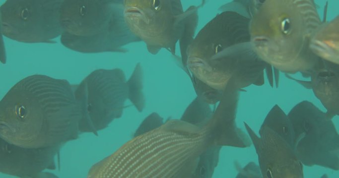 Spottail Grunt (Haemulon maculicauda), forming a school in the reefs of Sea of Cortez, Pacific ocean. Cabo Pulmo, Baja California Sur, Mexico. 