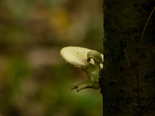 large mushroom living on the trunk of a live tree. Picture taken in early autumn