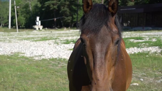 Beautiful, well-groomed horses in the stable and pasture 1