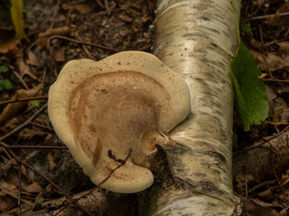 large mushroom living on the trunk of a live tree. Picture taken in early autumn