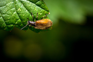 brown beetle on a leaf of currant