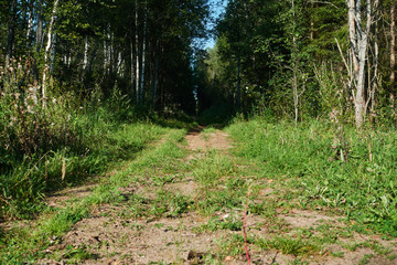 Old country dirt road in the middle of the forest.