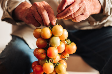 PUGLIA / ITALY -  AUGUST 2019: The old tradition of hanging cherry tomatoes on the wall to preserve...