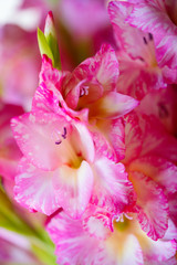 Beautiful gladiolus pink flower in the garden