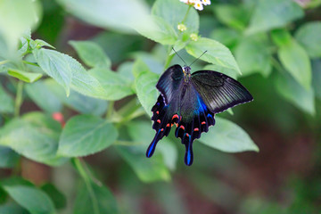 Fototapeta premium カラスアゲハ (Crow Swallowtail)
