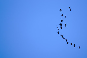 Silhouette bird  flying in blue sky