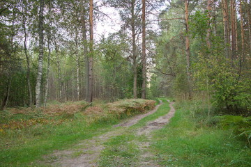 Forest road on a summer day