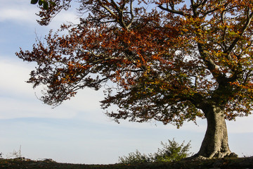 albero di faggio (Fagus sylvatica) su sfondo cielo in Autunno