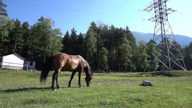 Beautiful, well-groomed horses in the stable and pasture 4