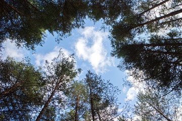 relaxing in a pine forest on a summer day