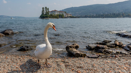Superb white swan on the beach of Isola Superiore or dei Pescatori, Lake Maggiore, with Isola Bella in the background, Stresa, Italy