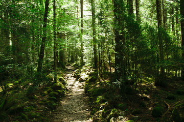 Obraz premium Camino entre el bosque