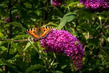 Small Tortoiseshell butterfly on a buddleia flower