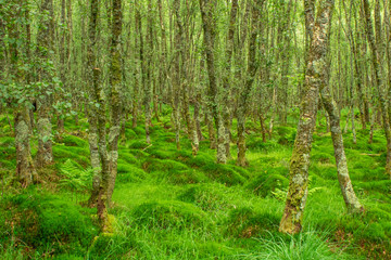 A Pattern of Moss and Trees in an Ancient Irish Woodland