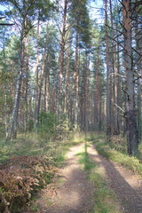 Forest road on a summer day