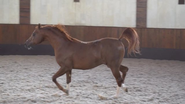 Beautiful, well-groomed horses in the stable and pasture 6