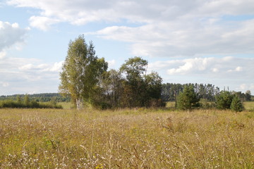 Green field near the forest on a summer day