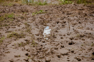 mud and feet animal