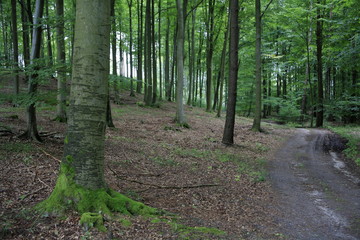 Obraz premium wczesna wiosna w lesie bukowym