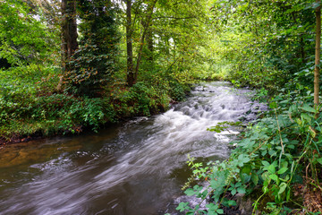 Obraz premium Fluss im Wald