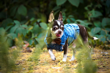 Fashionable chihuahua dog in clothes runs through the forest