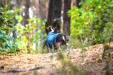 Naklejka na ściany i meble Stylish chihuahua dog in clothes runs on a green forest
