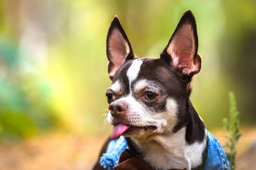 Beautiful chihuahua portrait in the forest on a green background
