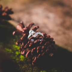 An elegant and beautiful diamond stone ring on top of a pine cone.