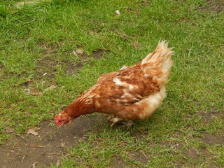 chicken, farm, agriculture, hobby, eggs, red hen