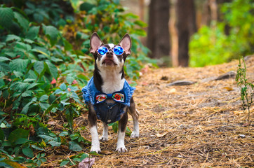 Fashionable Chihuahua dog with glasses in the forest executes commands