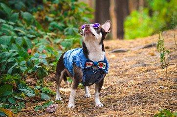 Fashionable Chihuahua dog with glasses in the forest executes commands
