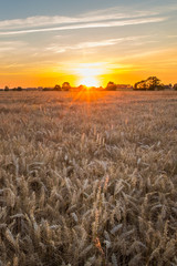 Sunset over Golden Wheat Field in Normandy - Portrait version