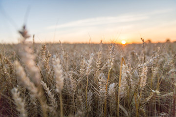 Sunset over Golden Wheat Field in Normandy - Portrait version