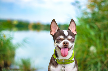 Little chihuahua dog in nature, meme face