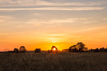 Sun Setting Behind  a Tree over Golden Wheat Field in Normandy France