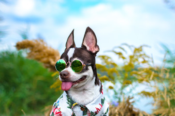 Summer portrait of a chihuahua wearing glasses