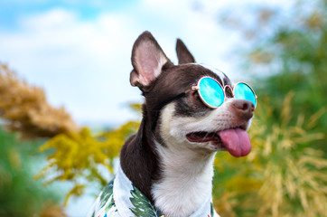Summer portrait of a chihuahua wearing glasses