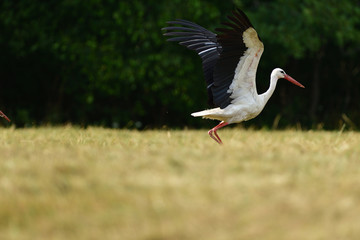 White stork taking off in the sky from a field.